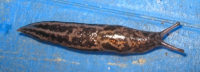 Limax  maximus da Monteveglio (BO)